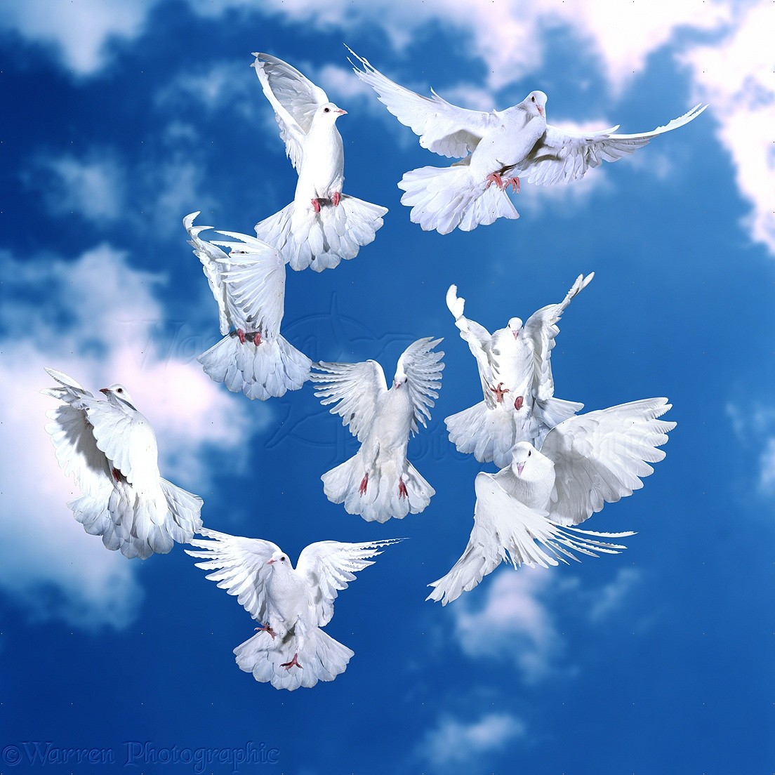 00091-Flock-of-white-doves-taking-off.jpg