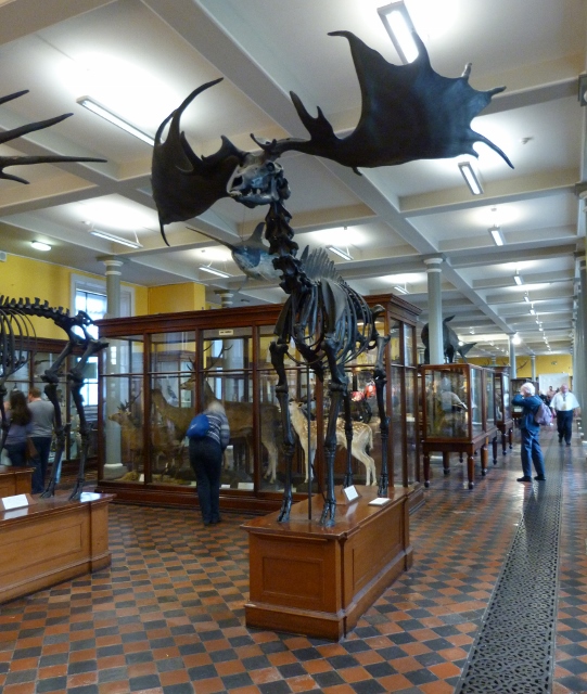 1217 Dublin - Natural History Museum (541x640).jpg