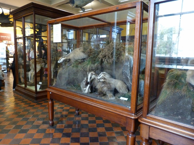 1218 Dublin - Natural History Museum (640x480).jpg