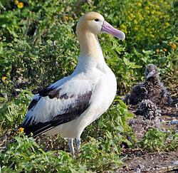 250px-Short_tailed_Albatross1.jpg