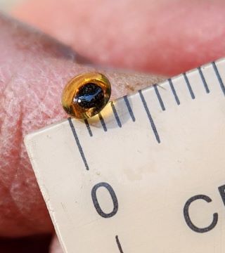 3mm amber eye 2.jpg