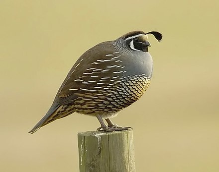 440px-California_quail.jpg