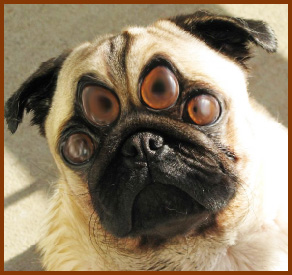 4eyedPug SMALL-2.jpg