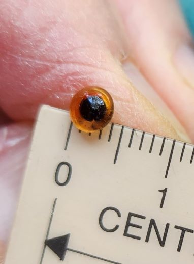 4mm amber eye 2.jpg