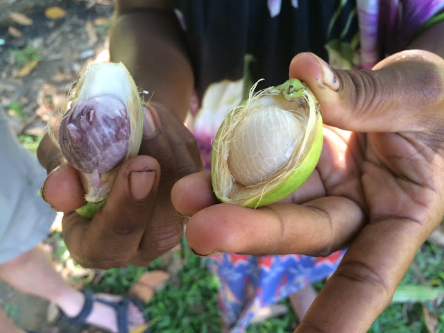 abetel-nut-white-red-papua-new-guinea.jpg