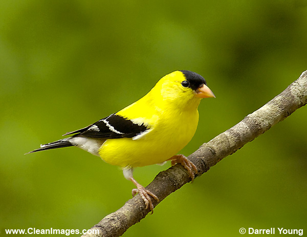 ANBDH3344-American%20Goldfinch%20Male-600px.jpg