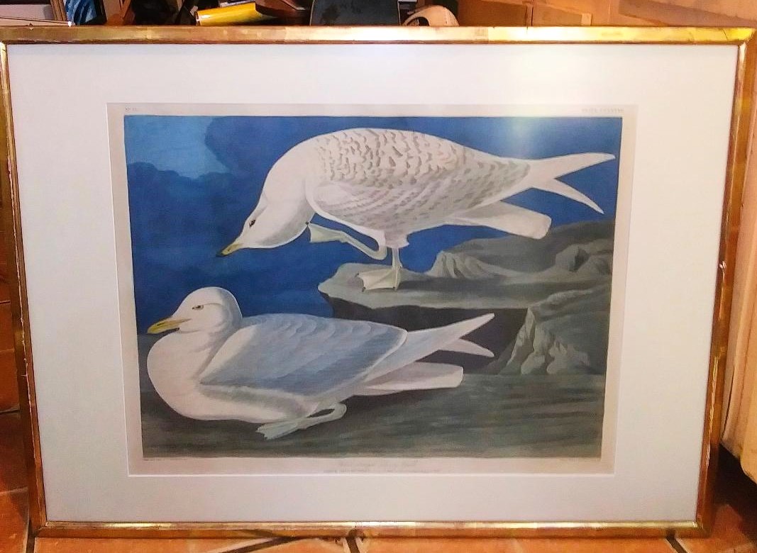 ART PRINT BIRDS CHRISTIES 1AAA.jpg