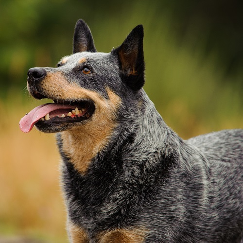 Aussie-Cattle-Dog-7.jpg