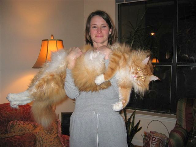 BigMaineCoon.jpg