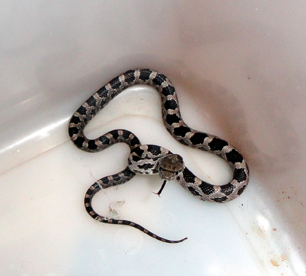 Black rat snake juvenile 3.jpg