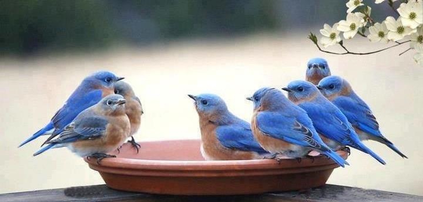 blue birds.jpg