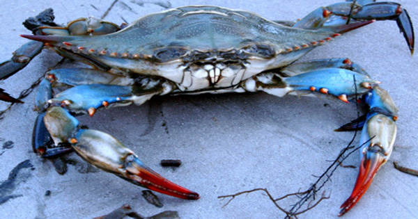 blue-crab.jpg