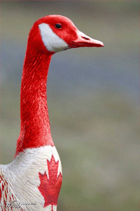 canadagoose.jpg