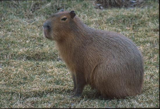 capybara02.jpg