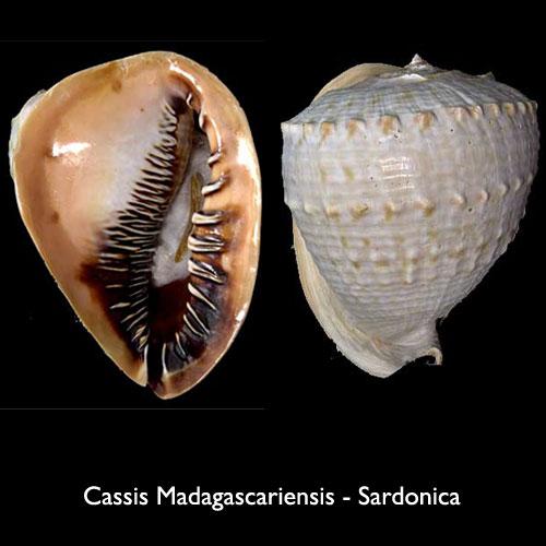 Cassis madagascariensis 4.jpg