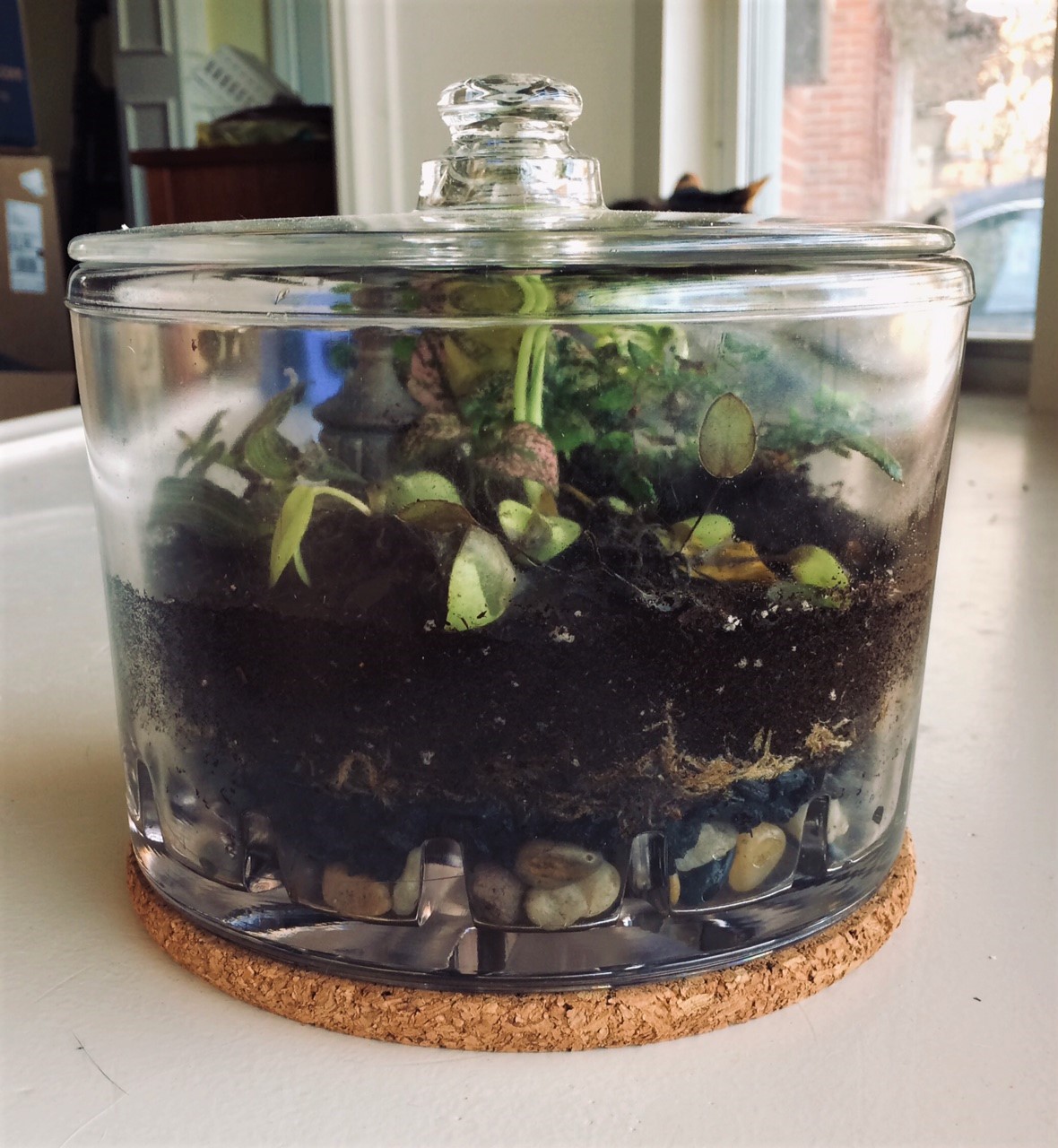 cheeseterrarium2.jpg