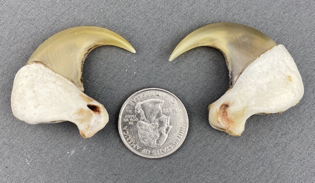 cougar claws (640x372).jpg