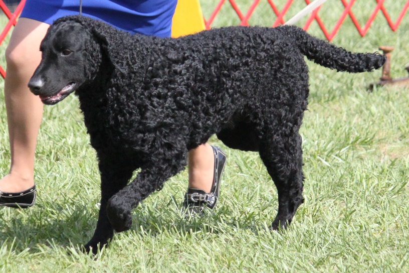 curly-coated-retriever-4.jpg