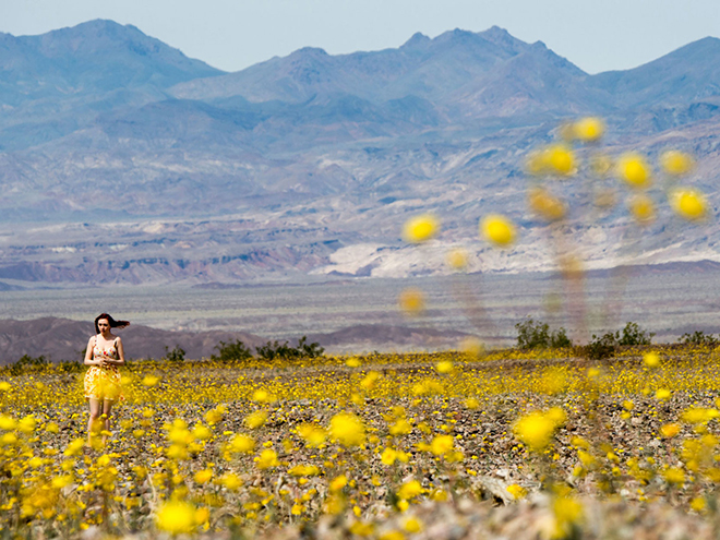 DEATH VALLEY SUPER BLOOM.jpg