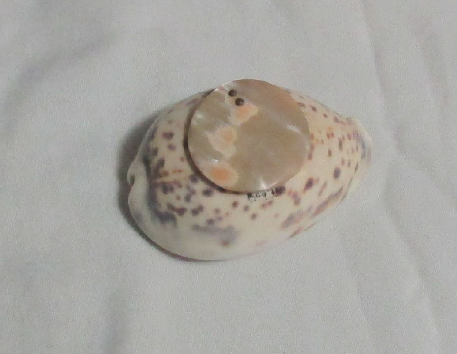 deercowrie1.jpg