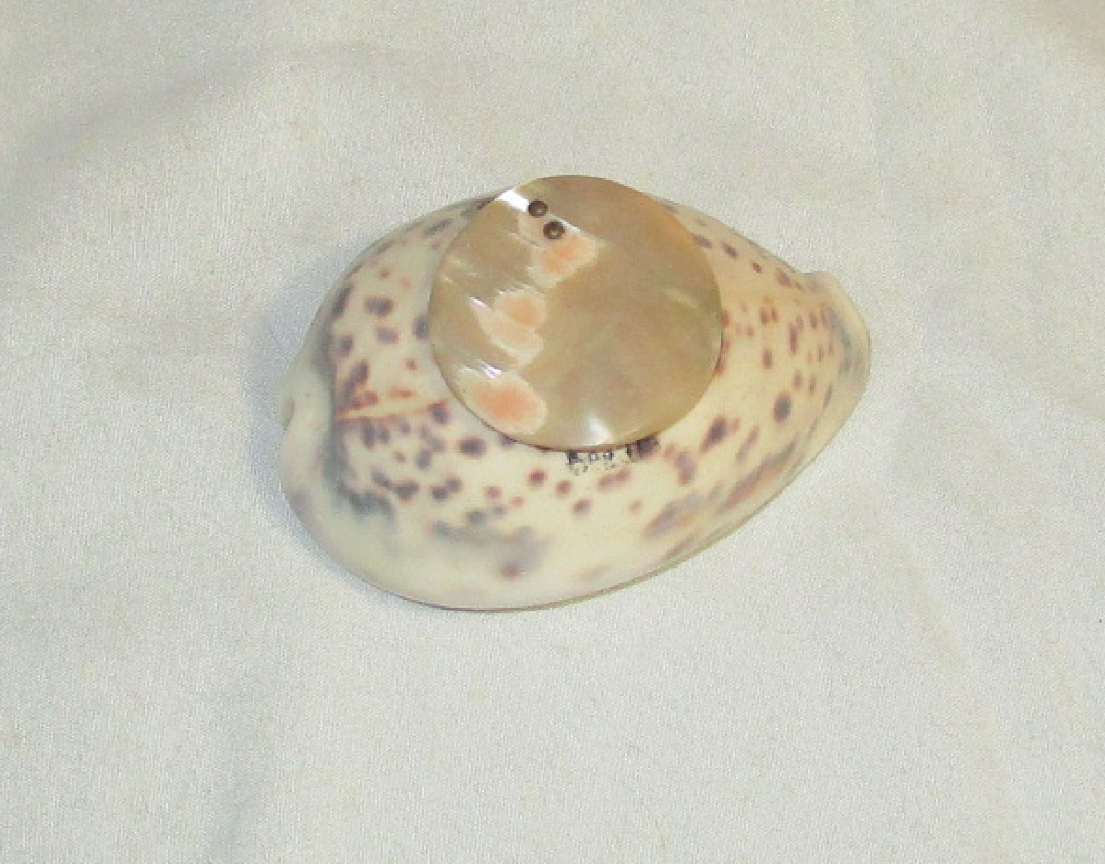 deercowrie2.jpg