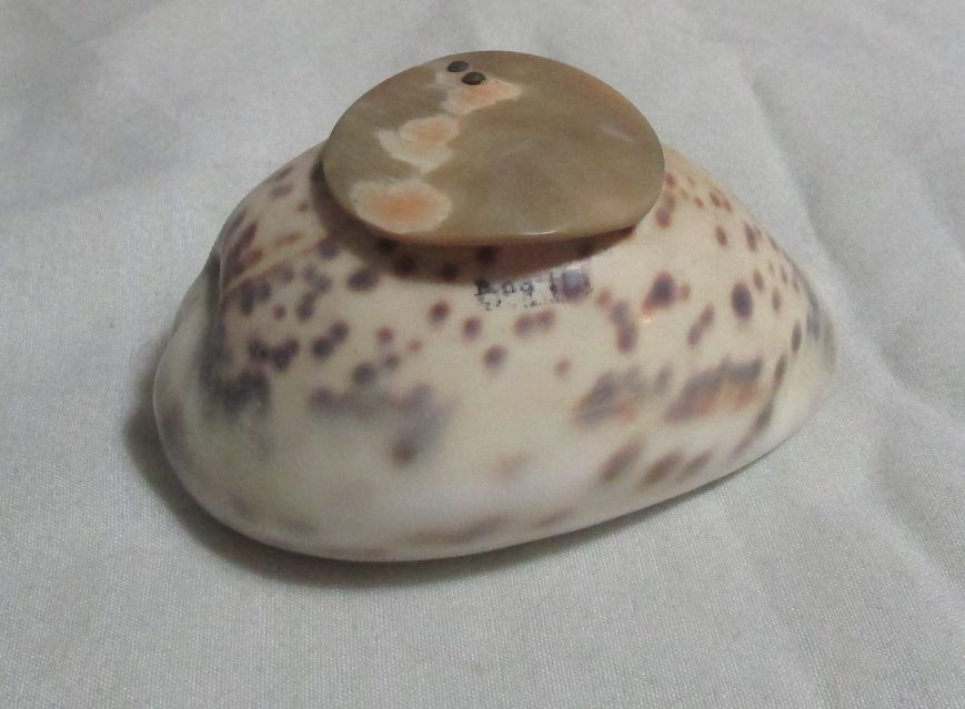 deercowrie3.jpg