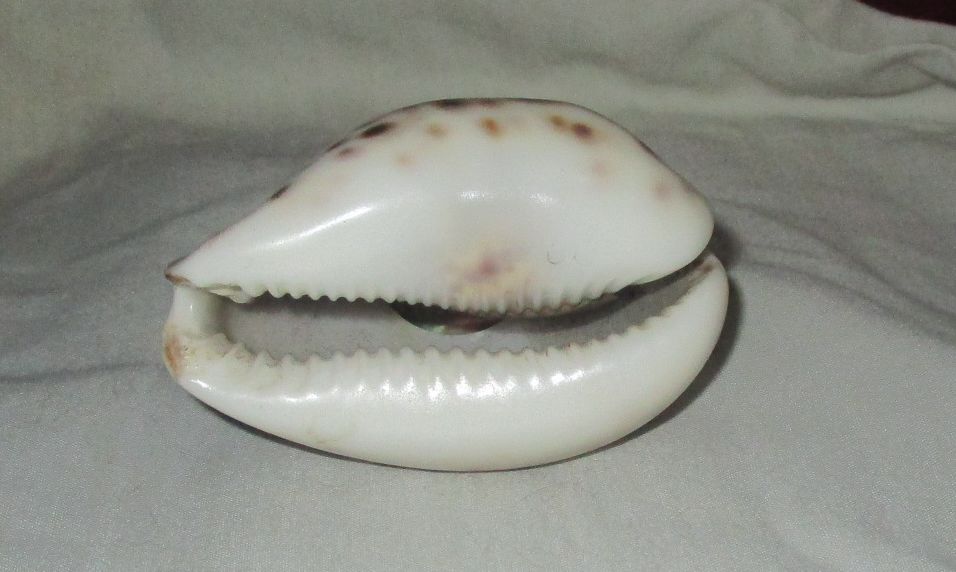 deercowrie6.jpg