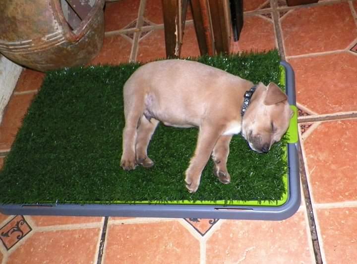 DOGS FRANKIE BABY SLEEPING ON GRASS PAD 1AA.jpg