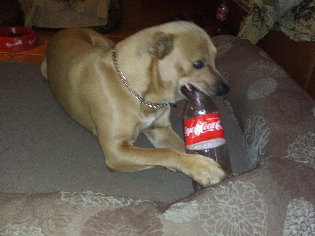 DOGS FRANKIE WITH COCA COLA BOTTLE 1AA.jpg