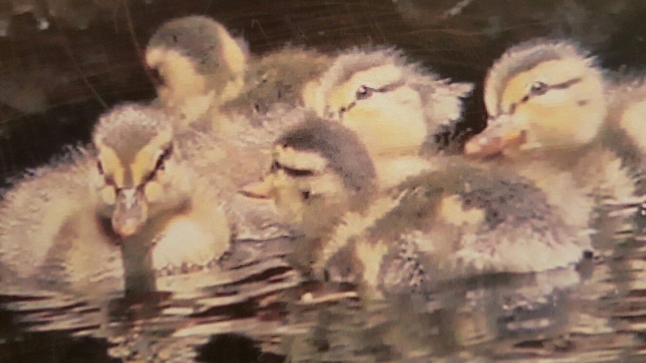 ducks2.jpg