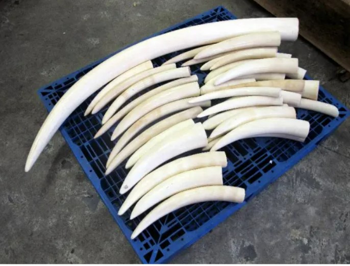 elephant ivory tusks.jpg