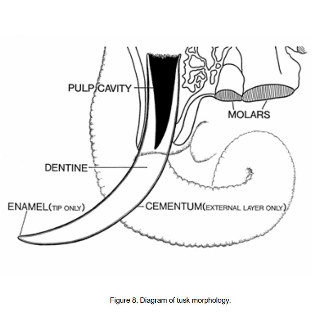 elephant tusk morphology.jpg