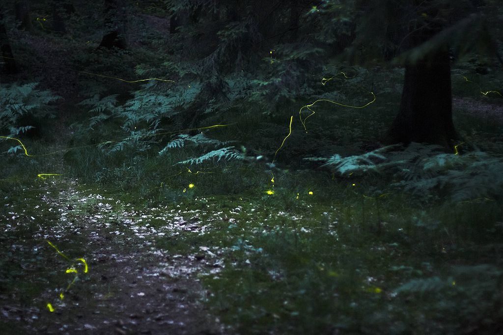 Fireflies in the woods near Nuremberg, Germany, exposure time 30 seconds.jpg