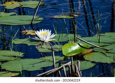 flowers-lily-pads-river-marsh-260nw-2015042219.jpg