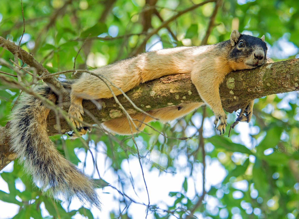 foxsquirrel-shermans.jpg