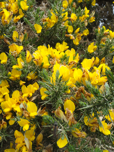 gorse flower 2.jpg