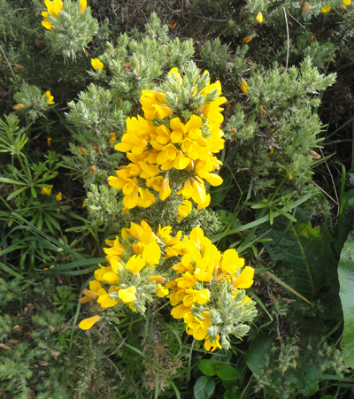 gorse flower.jpg