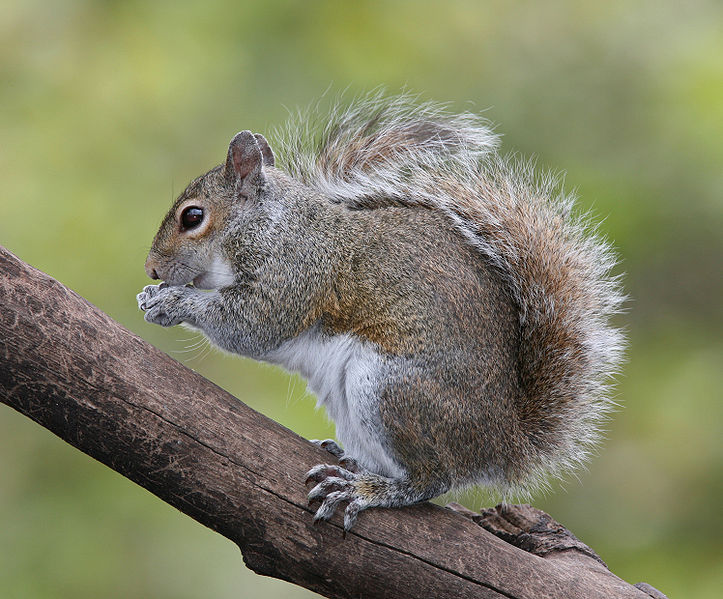 Gray Squirrel.jpg