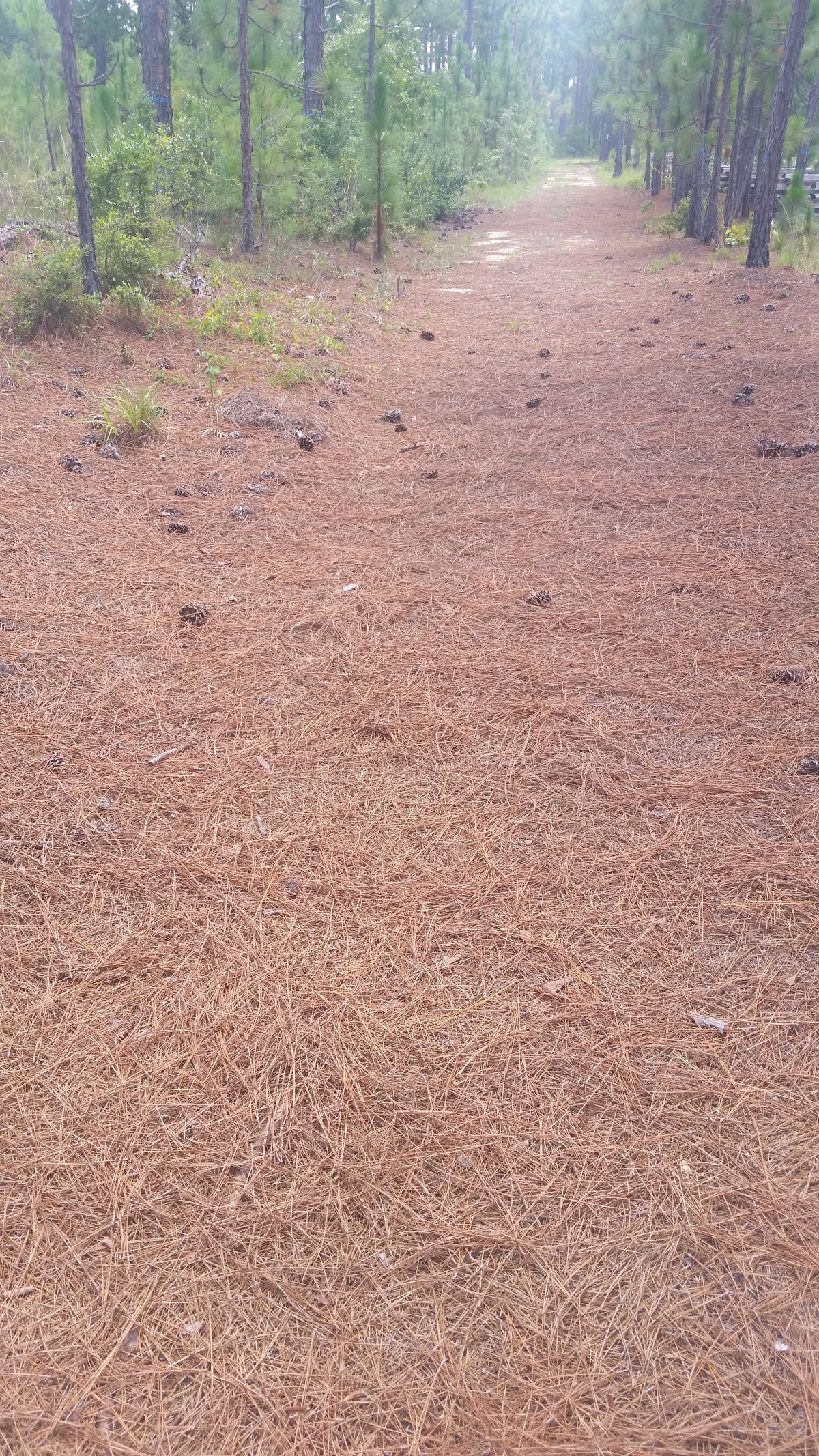 Great_Wagon_Road_at_Camden_Battlefield R2.jpg