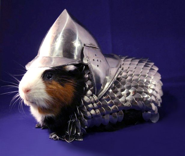 Guinea-Pig-Armor-616x480.jpg