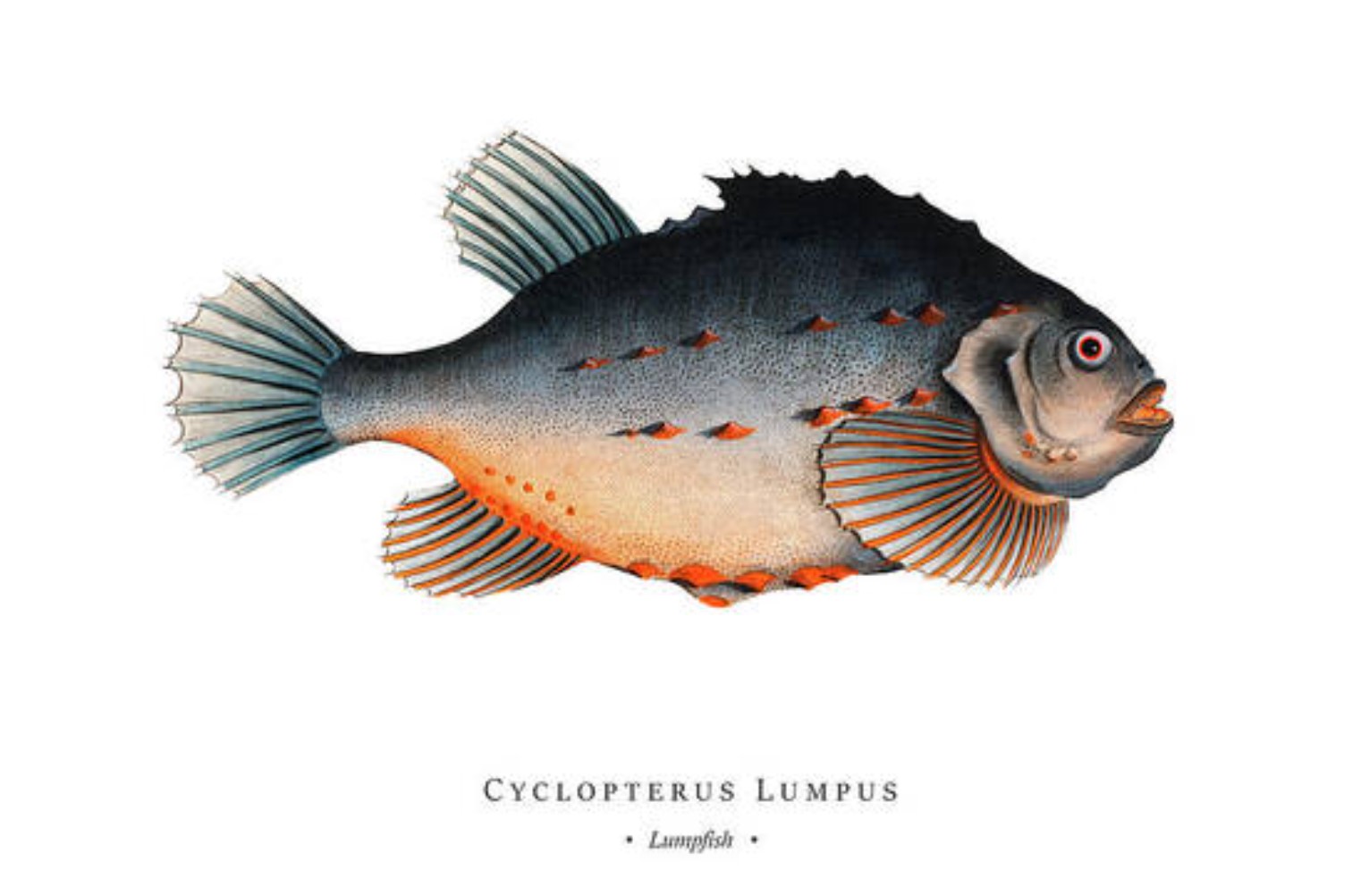 hestenes-fish-server-lumpfish-illus-marcus-e-bloch.jpg