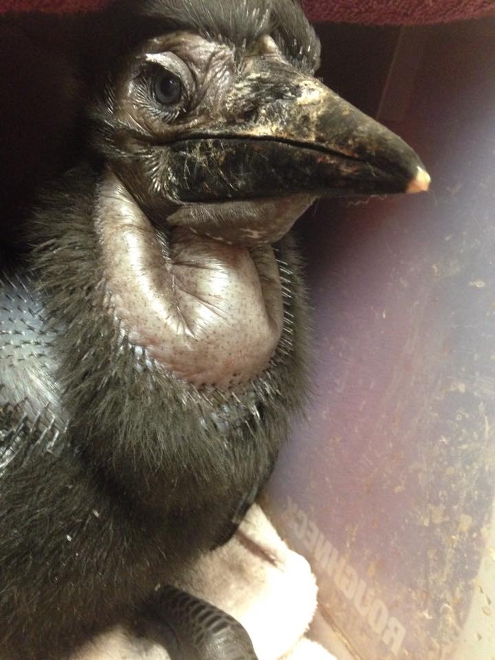 Hornbill Chick.jpg