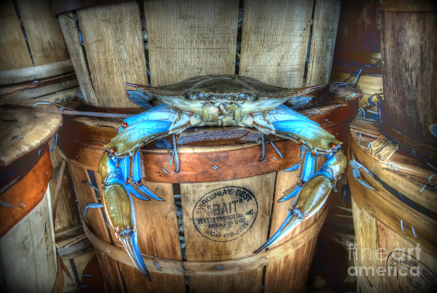 jimmy-the-big-blue-crab-thornton-penrose.jpg