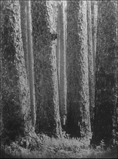 longleaf-pine-forest-wood-410x550.jpg