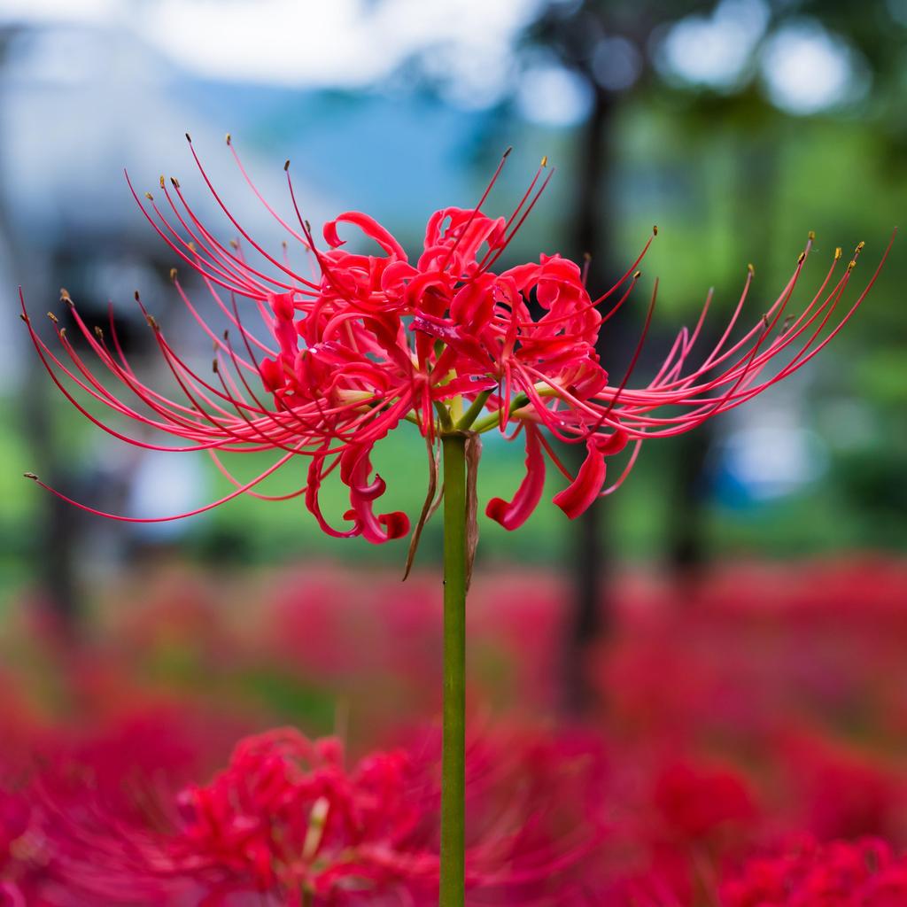 Lycoris_Red_Radiata.SHUT_1024x.jpg