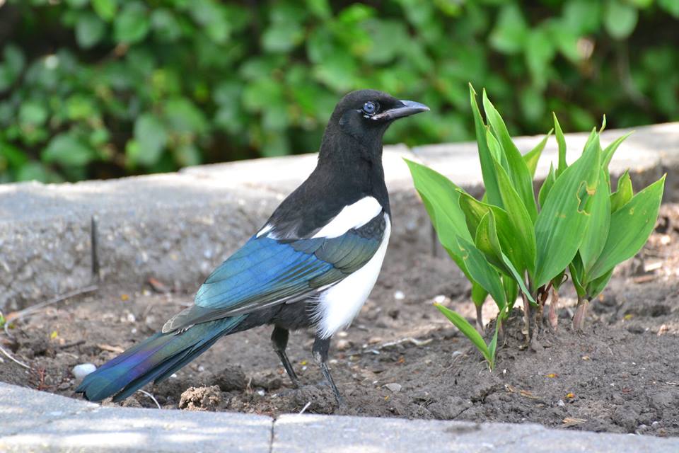 Magpie.jpg