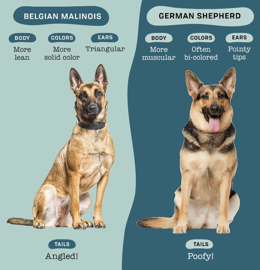 malinois-gsd-comparison-1.JPG