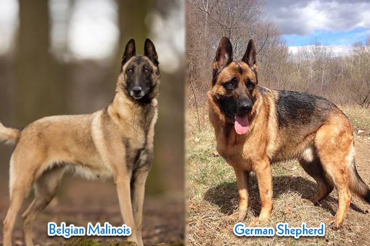 malinois-gsd-comparison-2.JPG