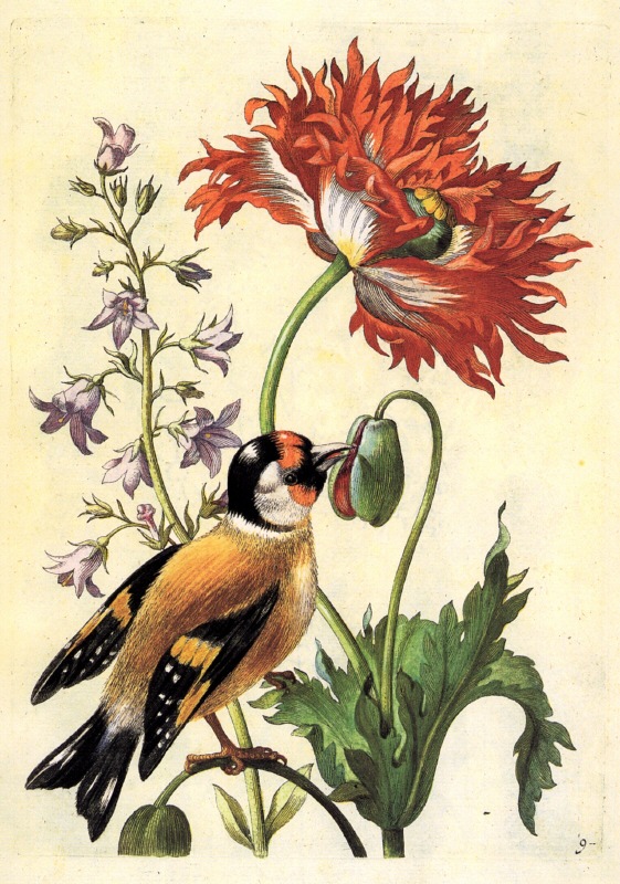 Merian Finch Bellflower Poppy.jpg