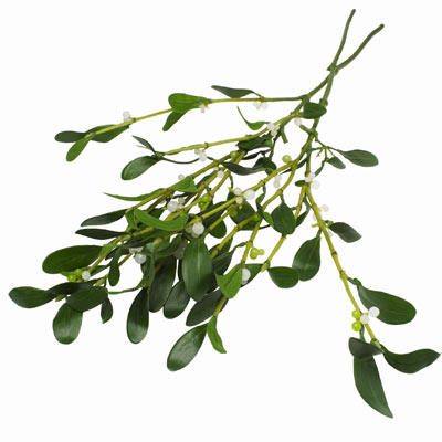 mistletoe-1-sam.jpg